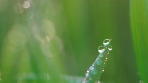 Dew on the grass. Macro. Stock Footage 107600528