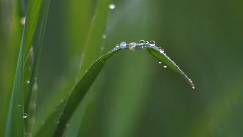 Dew on the grass. Macro. Stock Footage 107601044