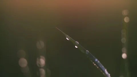 Dew on the grass. Macro. Stock Footage 107602999