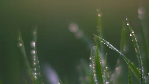 Dew on the grass. Macro. Stock Footage 107603515