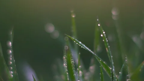 Dew on the grass. Macro. Stock Footage 107604409