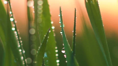 Dew on the grass. Macro. Stock Footage 107607883