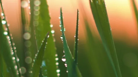 Dew on the grass. Macro. Stock Footage 107799782