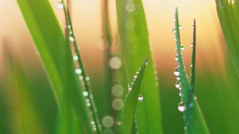 Dew on the grass. Macro. Stock Footage 107848022