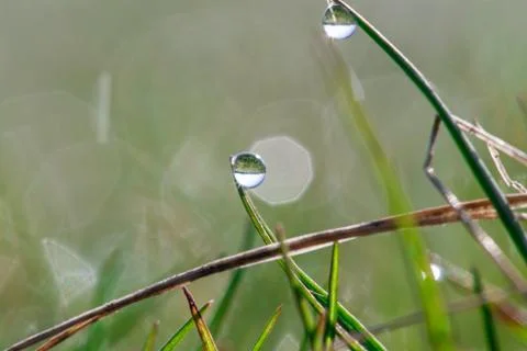 Dew on grass macro Stock Photos