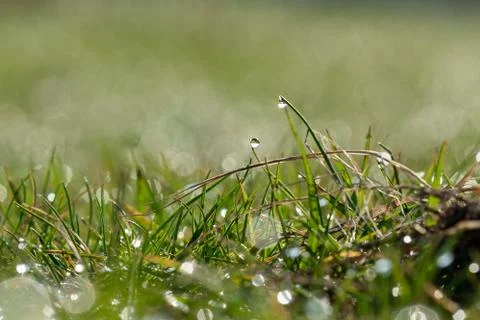 Dew on grass macro Stock Photos
