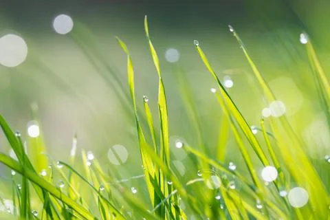 Dew on grass macro Stock Photos