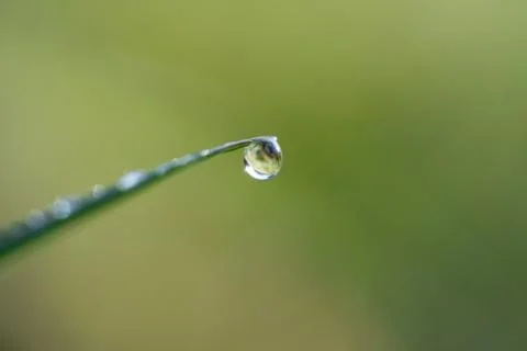 Dew on grass macro Stock Photos