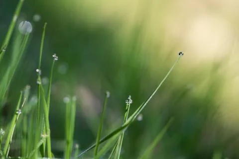 Dew on grass  macro Stock Photos