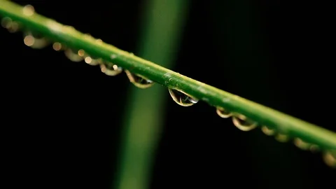 Dew on grass macro shot. Video stock 97487425