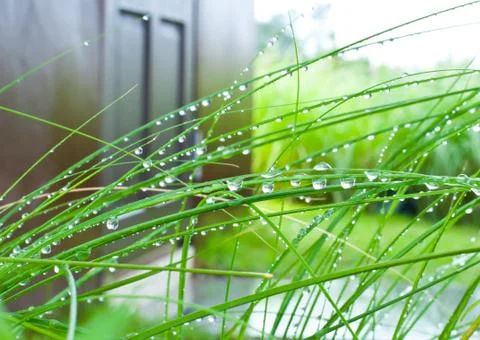 Dew on the grass. Stock Photos