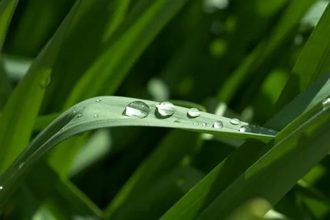 Dew on grass Stock Photos