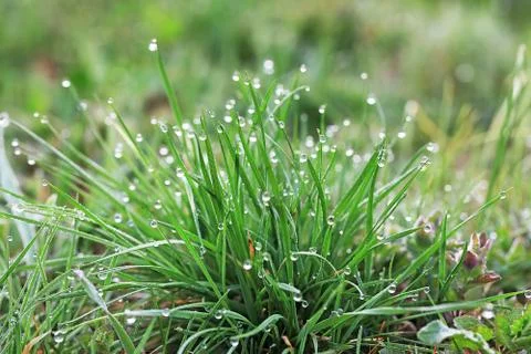 Dew on the grass Stock Photos