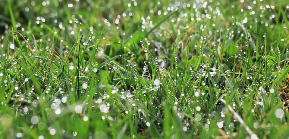 Dew on the grass Foto stock