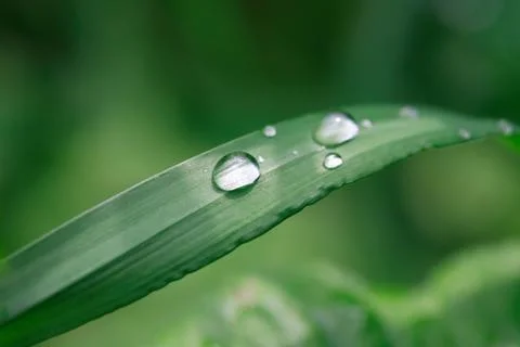 Dew on grass Stock Photos