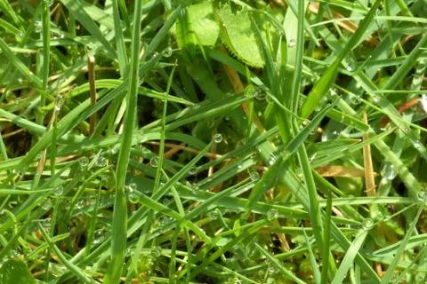 Dew on Grass Stock Photos