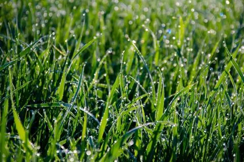 Dew on Grass Stock Photos