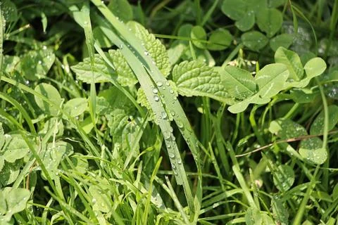 Dew on grass Stock Photos