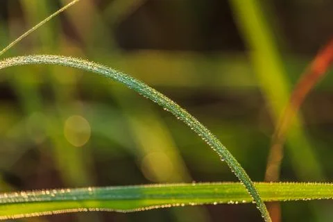 Dew on grass Stock Photos