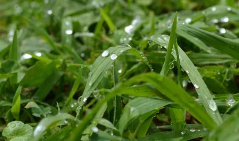 Dew on the grass Stock Photos