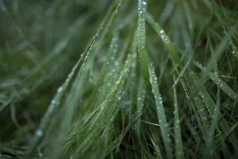 Dew on the grass Stock Photos