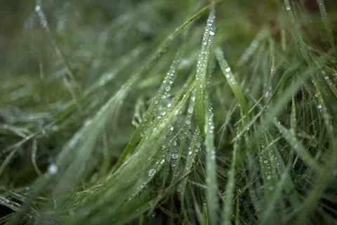 Dew on the grass Stock Photos