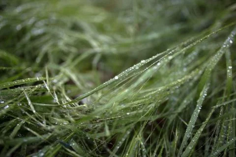 Dew on the grass Stock Photos