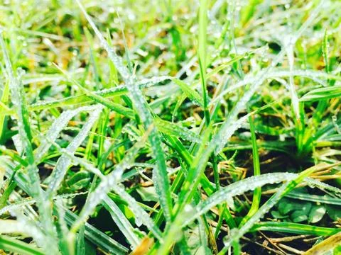 Dew grass Stock Photos