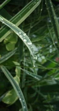 Dew on the grass. Stock Photos