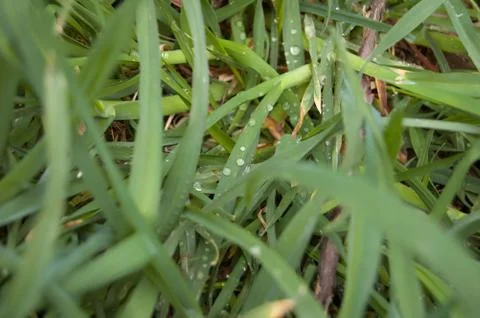 Dew on the grass Stock Photos