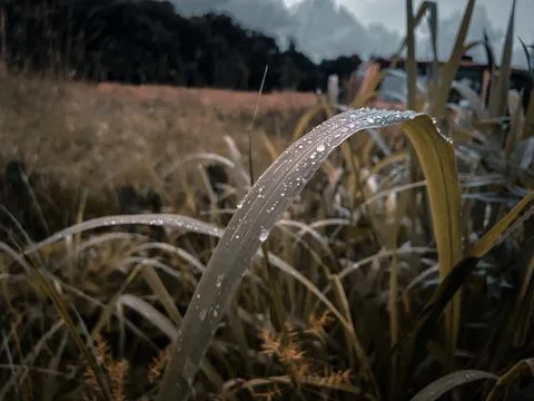 Dew on Grass Stock Photos