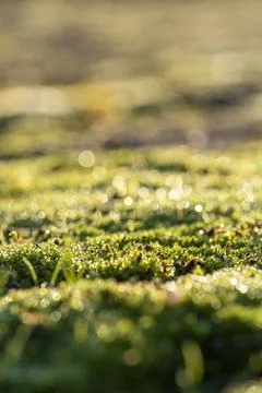  dew on the grass Stock Photos