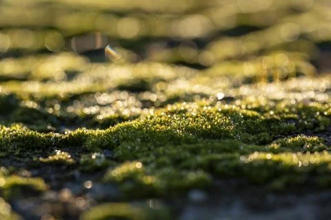  dew on the grass Stock Photos