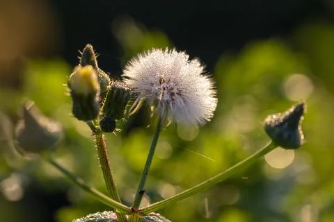  dew on the grass Stock Photos