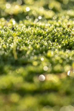  dew on the grass Stock Photos