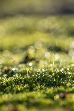  dew on the grass Stock Photos