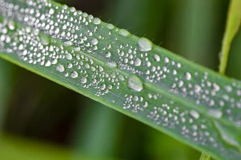  dew on the grass Stock Photos