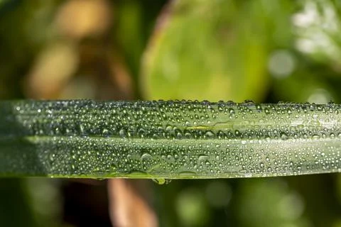 Dew on the grass Stock Photos
