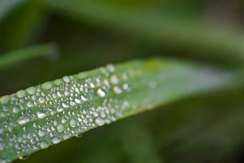 Dew on the grass Stock Photos