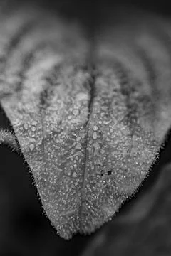 Dew on the grass Stock Photos