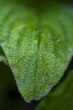  dew on the grass Stock Photos