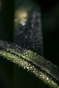  dew on the grass Stock Photos