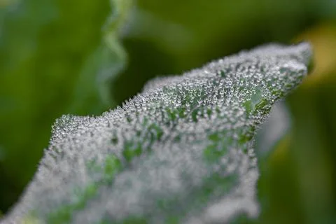  dew on the grass Stock Photos