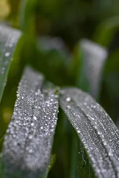  dew on the grass Stock Photos