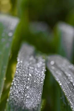 Dew on the grass Stock Photos