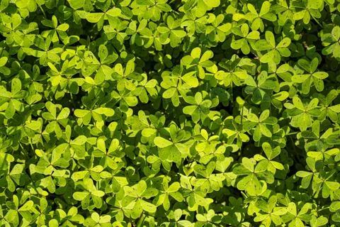  dew on the grass Stock Photos