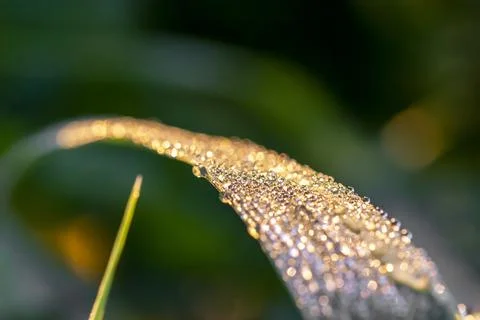  dew on the grass Stock Photos