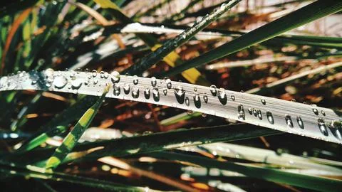 Dew on the grass Stock Photos