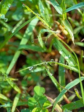 Dew on grass Stock Photos