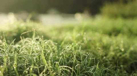 Dew on grass - slider Video stock 42461060